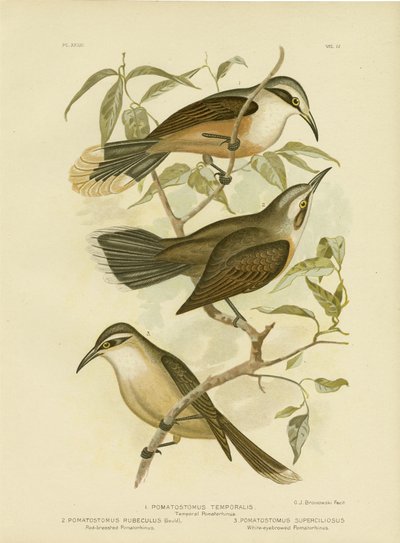 Temporal Pomatorhinus or Gray-Crowned Babbler, 1891 by Gracius Broinowski